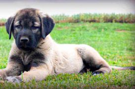 Satılık 3 Aylık Kangal Yavrusu
