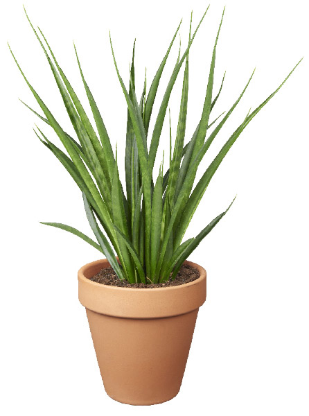 Paşa Kılıcı (Sansevieria)