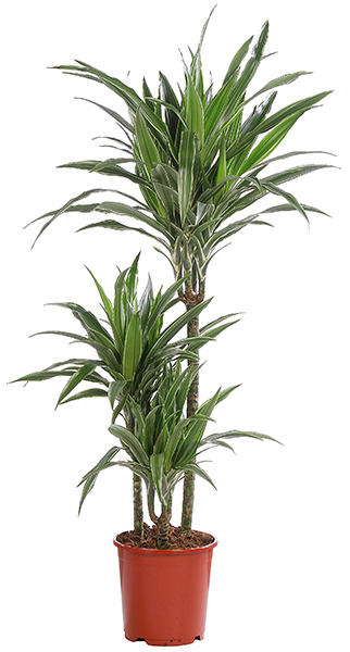 dracaena.