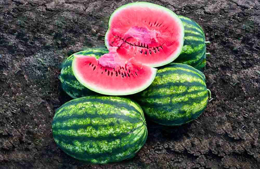 Kabak Aşılı Karpuzlar